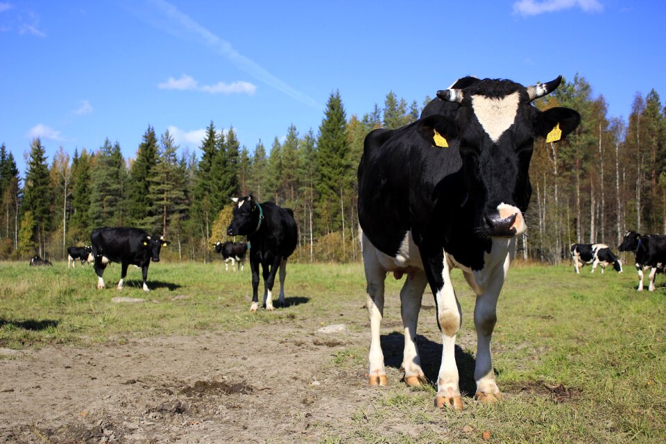 Pasture agriculture field