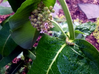 Monarch caterpillar eating common milkweed in a garden