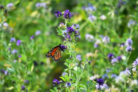 Monarch butterfly sipping nectar from alfalfa