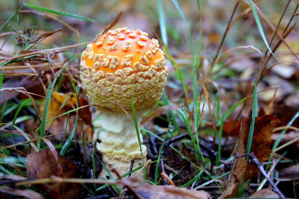 Fly agaric mushroom