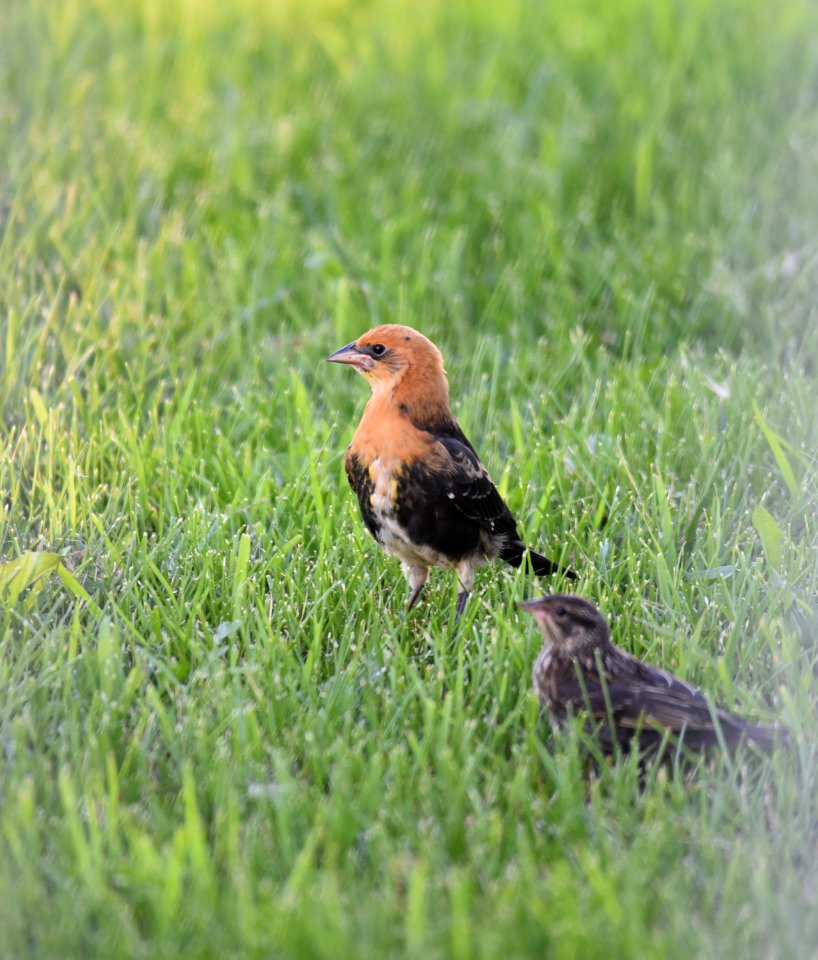 Young Yellow-headed Blackbird