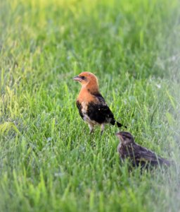 Young Yellow-headed Blackbird