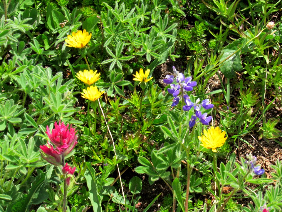 Wildflowers on Skyline Trail at Mt. Rainier NP in WA
