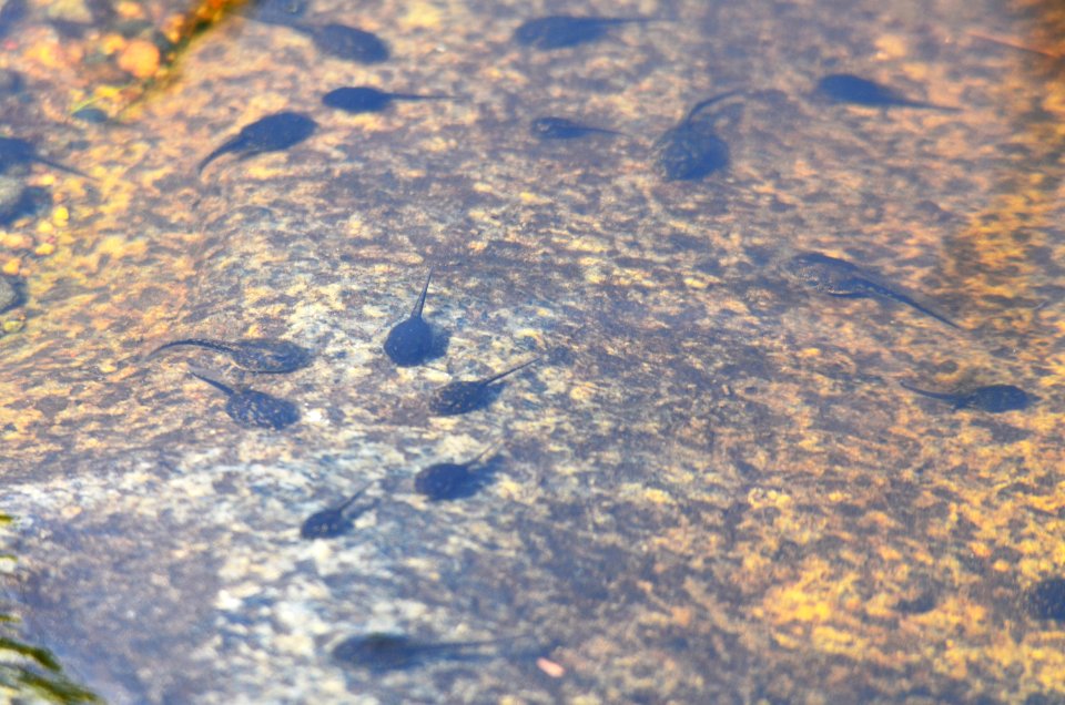 Tadpoles Along the Shore photo