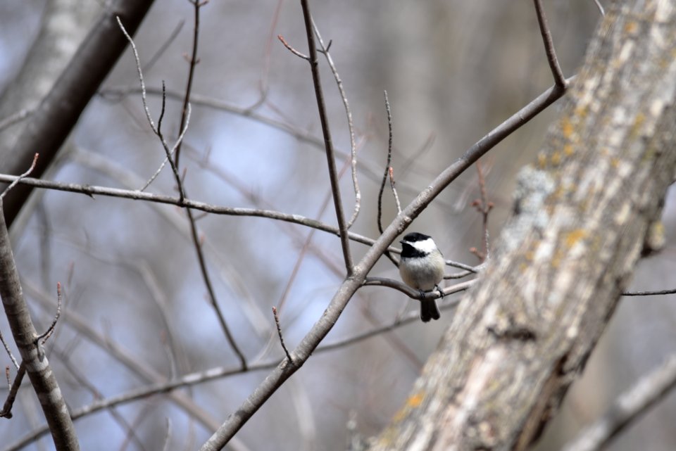 Black-capped chickadee perched in a tree photo