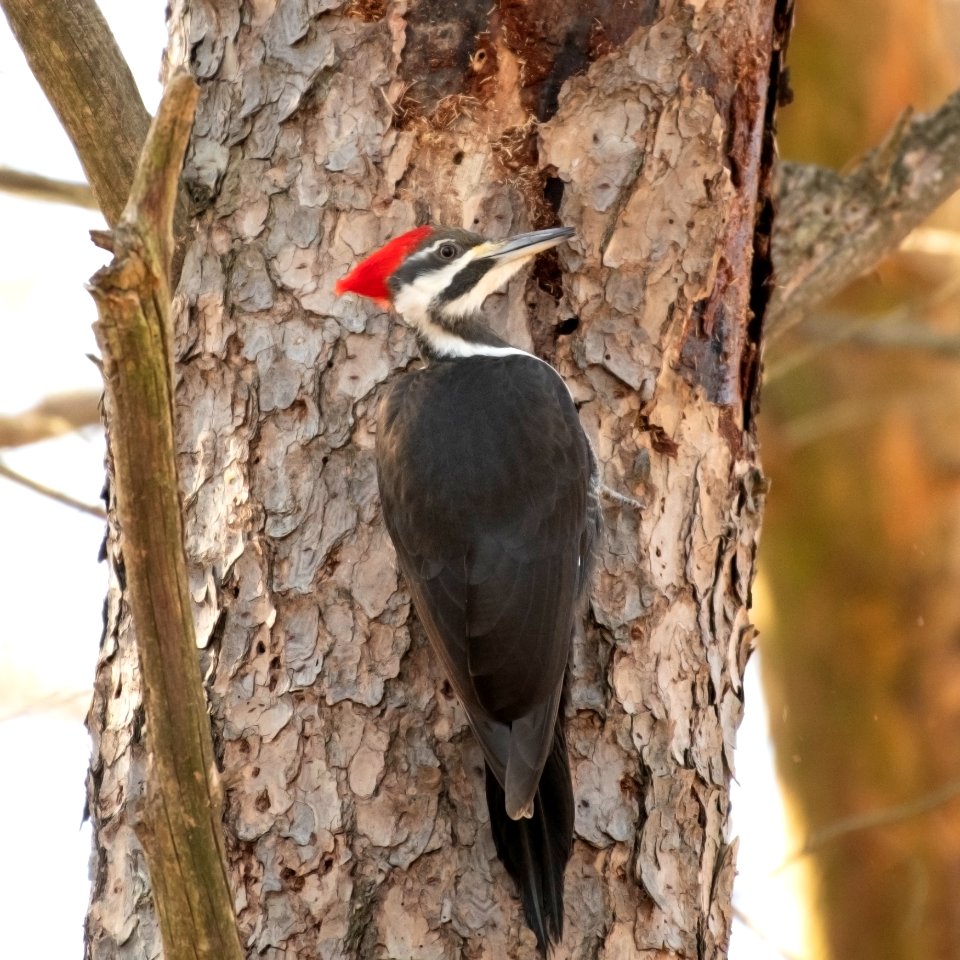 Pileated Woodpecker photo