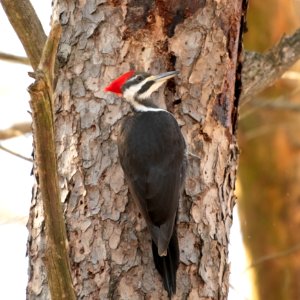 Pileated Woodpecker photo