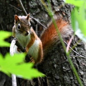 Red Squirrel photo