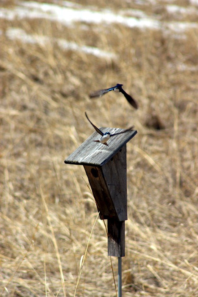 Tree Swallows