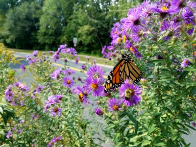 Monarch and bees