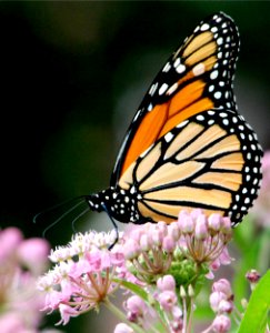 Monarch Butterfly on Swamp Milkweed photo