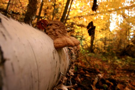 Fall mushroom photo