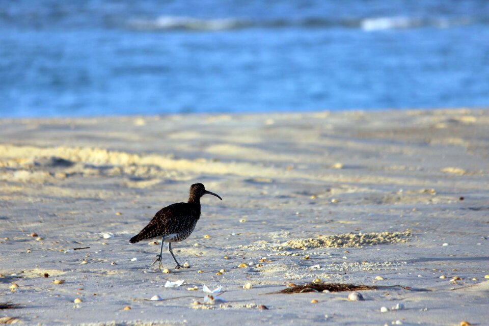 Sea nature sea ​​bird