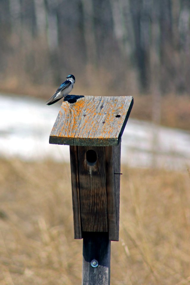 Tree Swallow