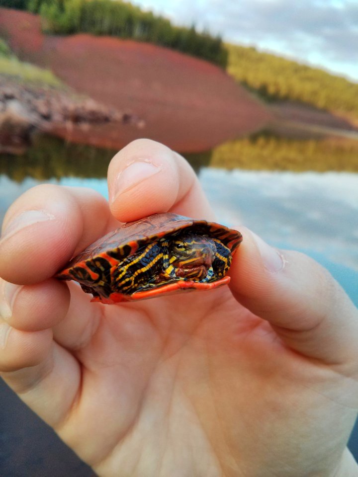 Young Western Painted Turtle