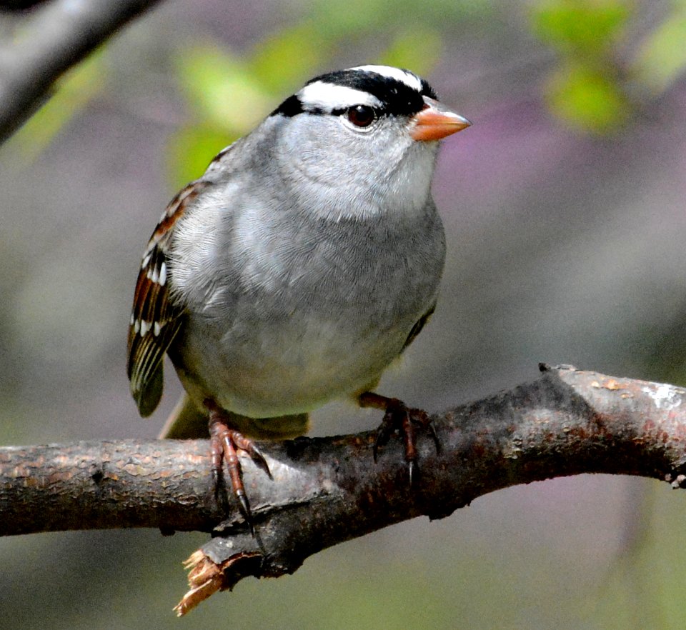White-crowned sparrow