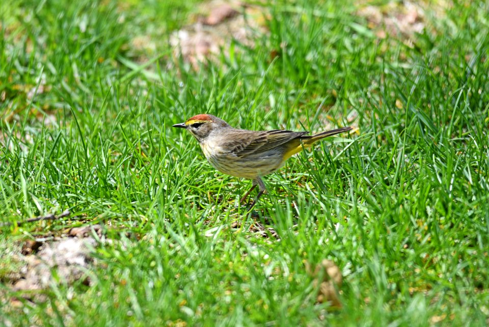 Palm warbler foraging in the grass