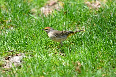 Palm warbler foraging in the grass photo