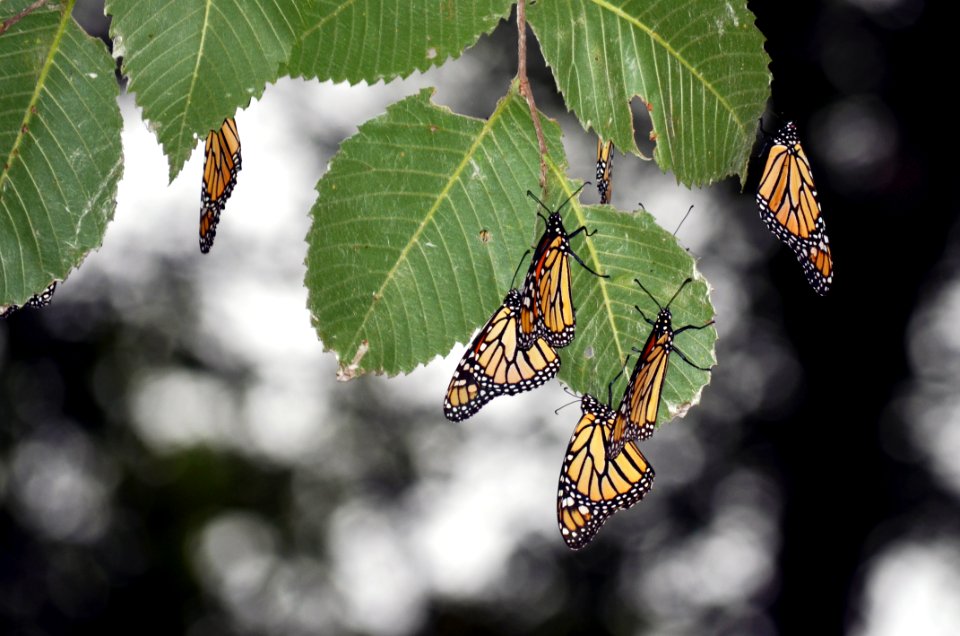 Monarchs roosting at Minnesota Valley National Wildlife Refuge