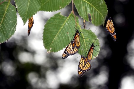 Monarchs roosting at Minnesota Valley National Wildlife Refuge photo