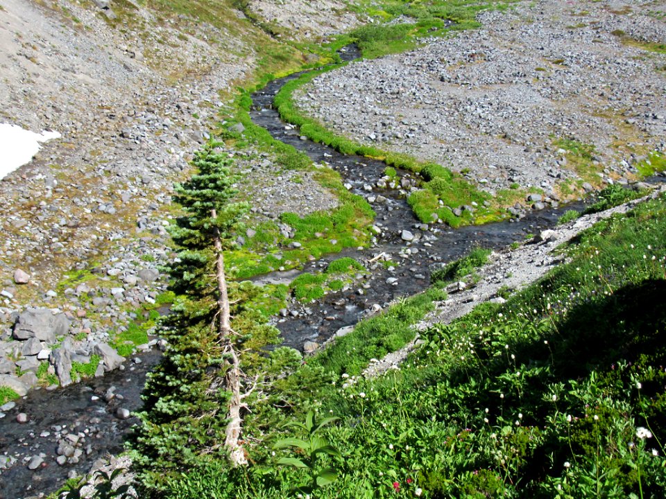 Paradise Skyline Trail at Mt. Rainier NP in WA