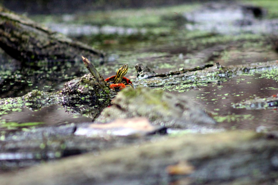 Western Painted Turtle