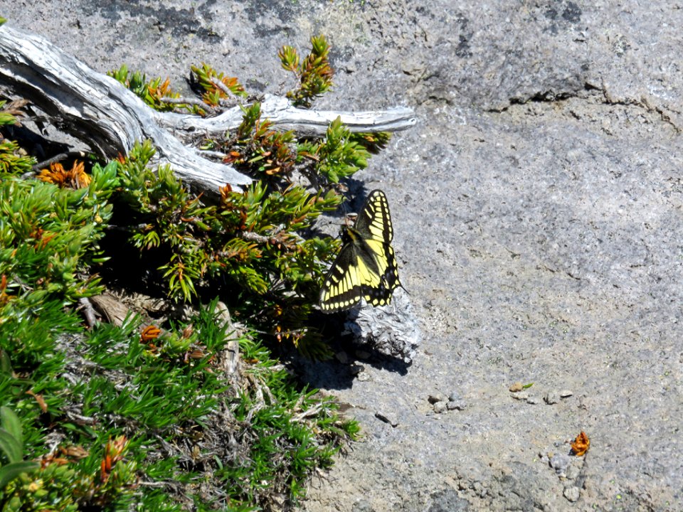 Butterfly at Mt. Rainier NP in Washington
