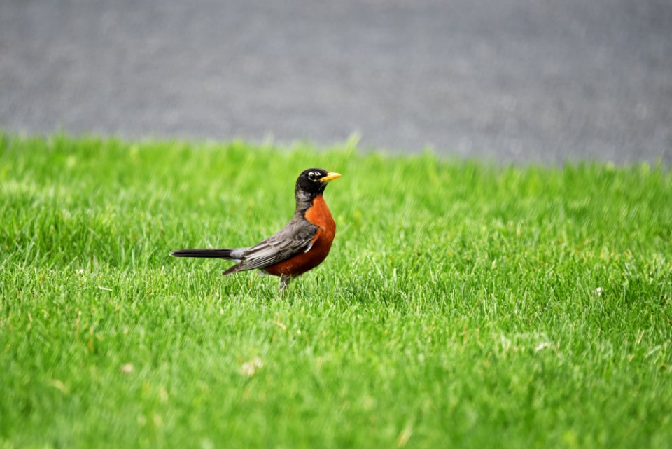 American robin searching for worms on the lawn
