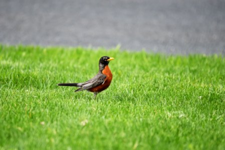 American robin searching for worms on the lawn photo