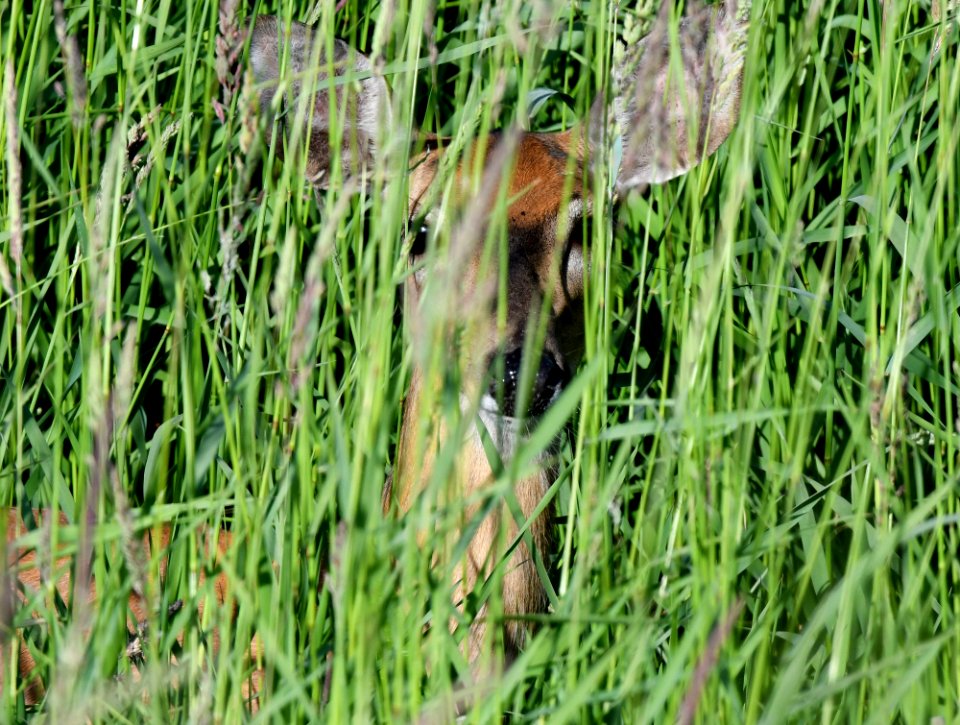White-tailed deer in tall grass