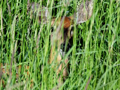 White-tailed deer in tall grass
