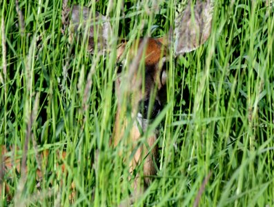 White-tailed deer in tall grass photo