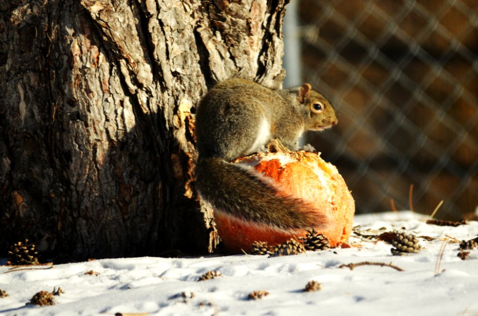 Gray Squirrel