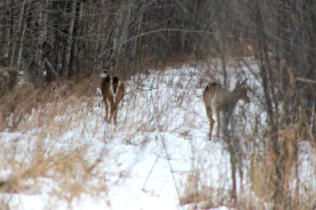 White-tailed Deer in Minnesota photo