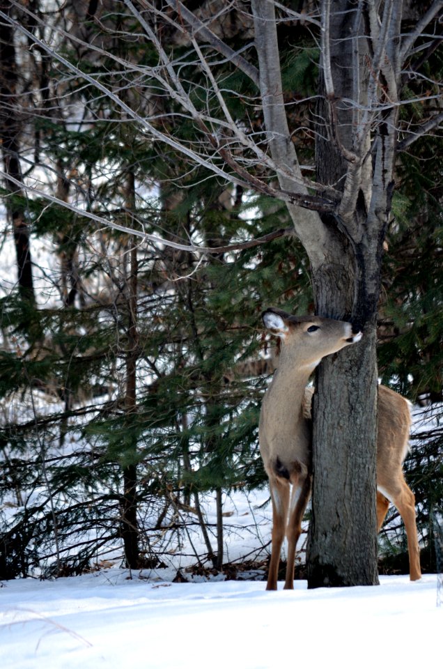 White-tailed deer hugging a maple tree