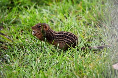 Thirteen-lined Ground Squirrel