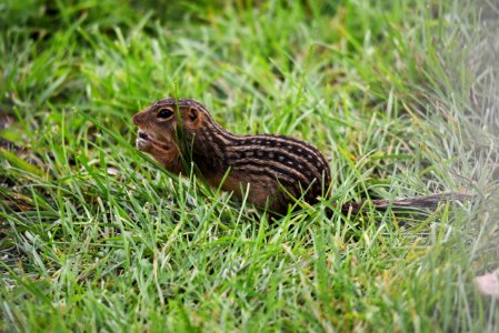 Thirteen-lined Ground Squirrel photo