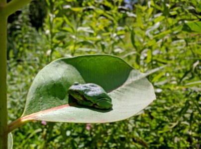 Tree Frog on Common Milkweed photo