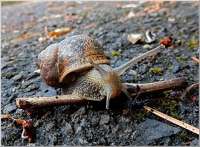 Nature gastropod shell