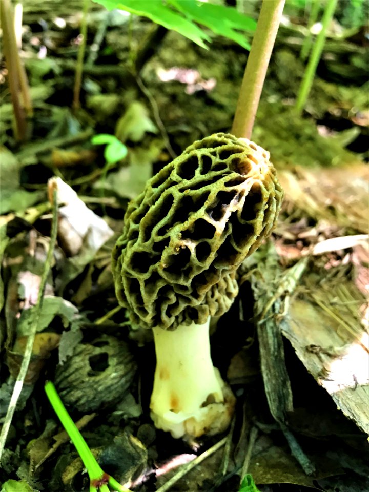 Morel Mushroom on Driftless Area National Wildlife Refuge
