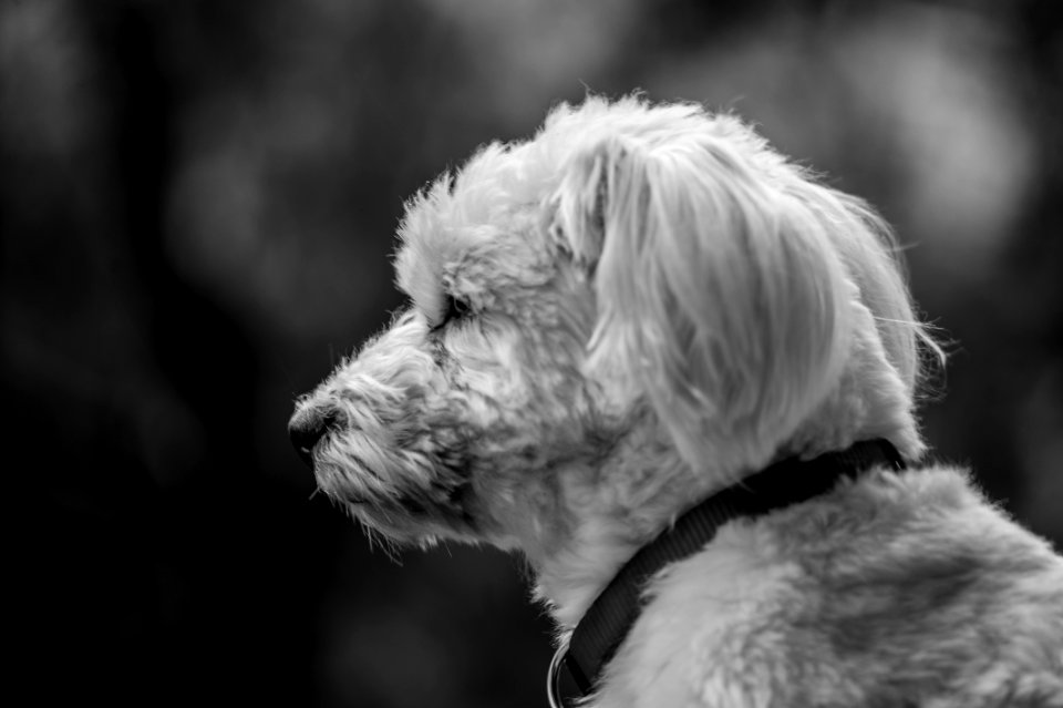 The Male Dog Gaze