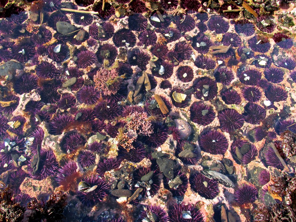 Tidal Pool at Yaquina Head in OR