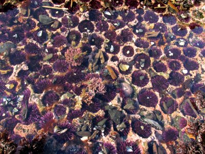 Tidal Pool at Yaquina Head in OR