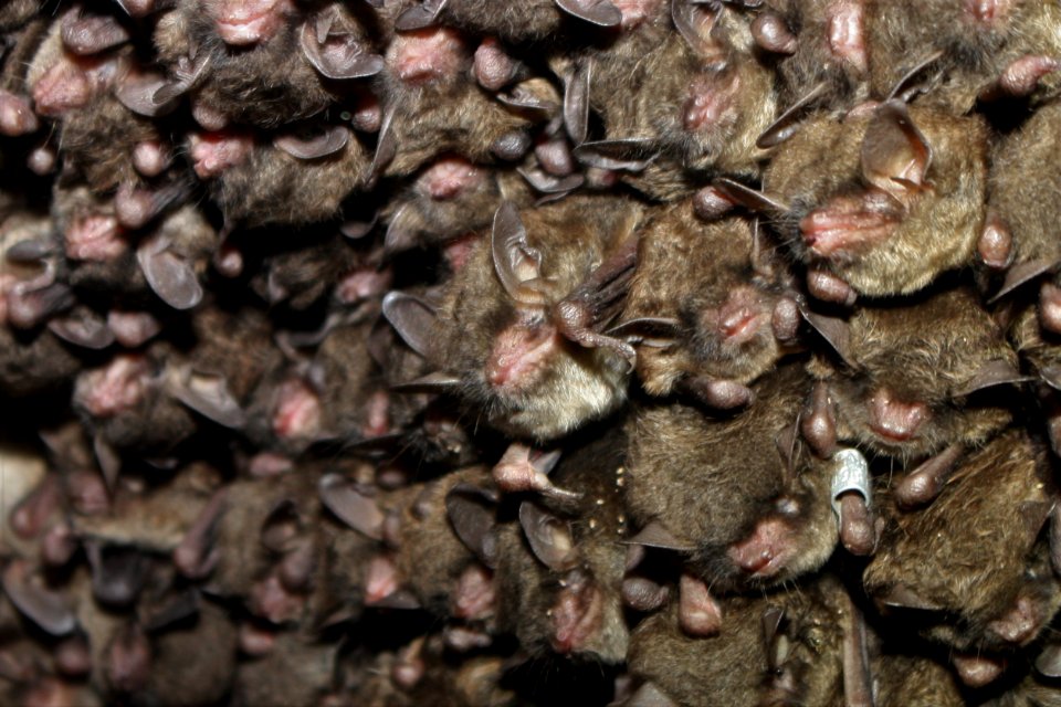Cluster of endangered Indiana bats