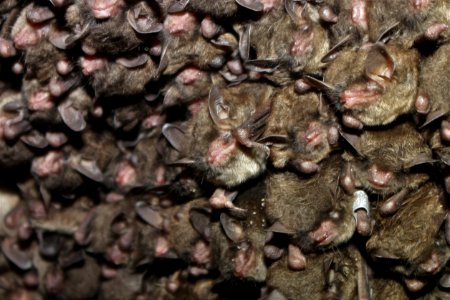 Cluster of endangered Indiana bats photo
