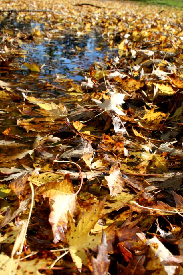 Fall leaves