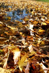 Fall leaves photo