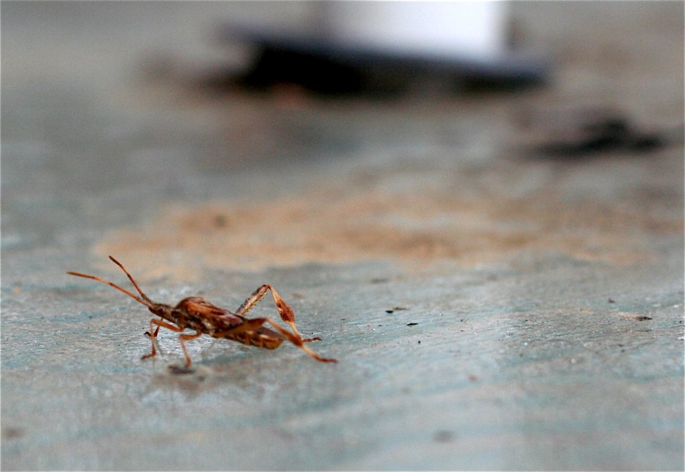 Bug on a Table