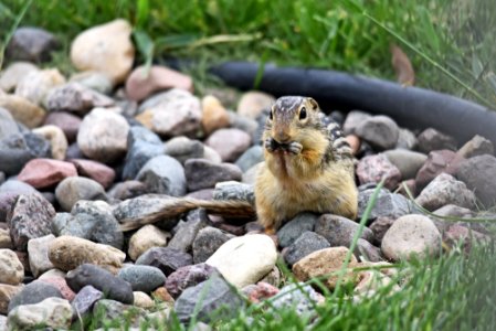 Thirteen-lined ground squirrel photo