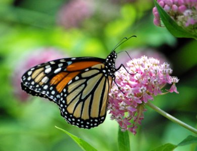 Monarch butterfly on swamp milkweed